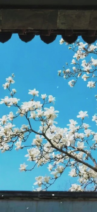 白玉兰花