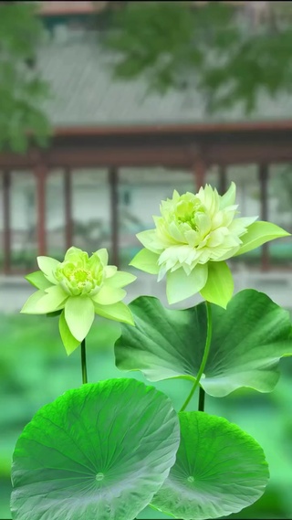 大小荷花