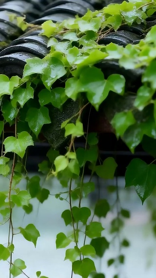 雨滴屋顶