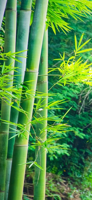 护眼竹林