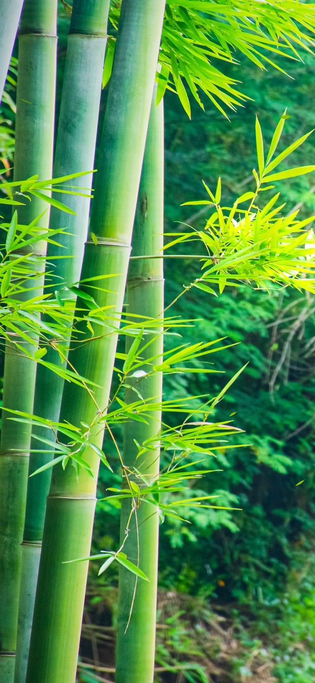 护眼竹林