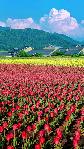 浪漫郁金香花海