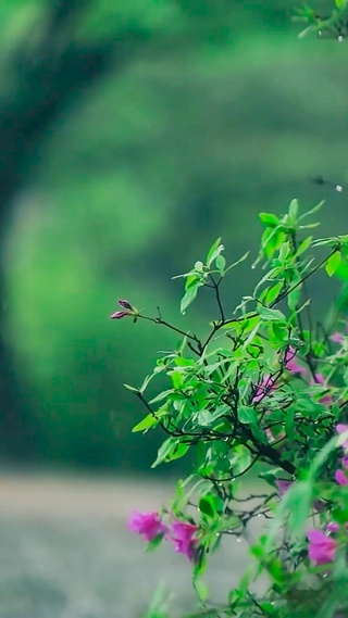 静心的雨