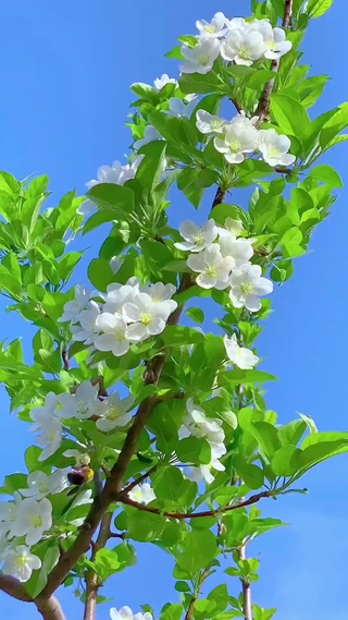 风吹花枝摇玉颜，朵朵白玉迎蓝天