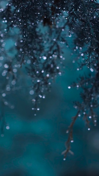 雨珠壁纸 雨珠手机壁纸 雨珠手机动态壁纸 元气壁纸