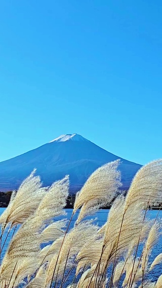 唯美芦苇雪山4K