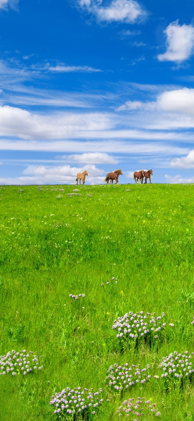 治愈蓝天白云草原的马匹