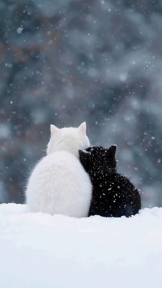 俩小无猜