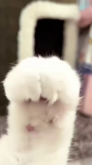 小猫脚开花了_1