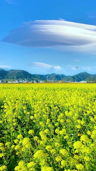 唯美清新油菜花