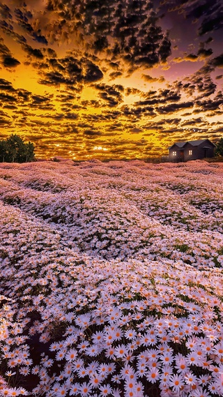 爆款晚霞花海