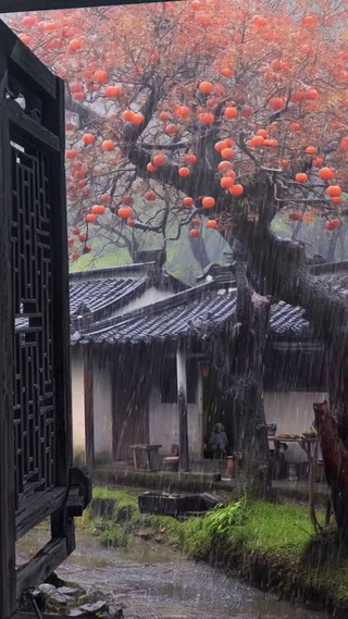 秋雨连绵，柿坐高台
