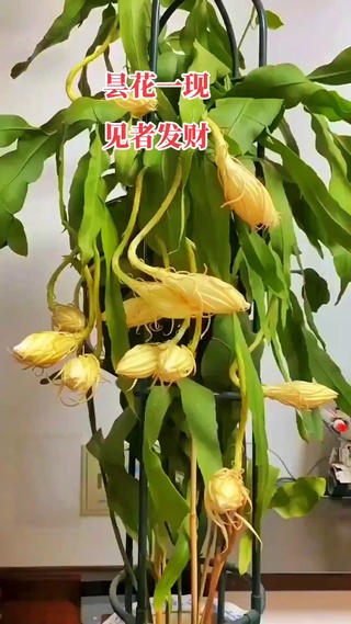 昙花一现 见者发财