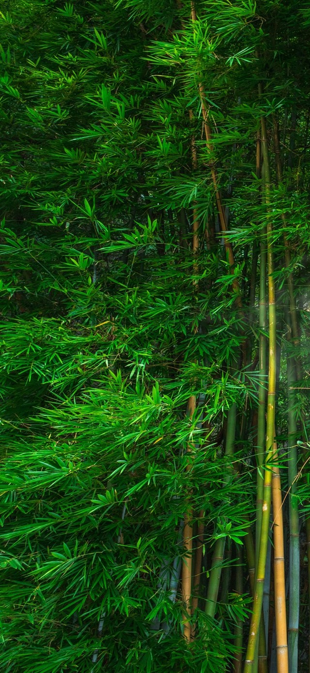 4k温馨竹林