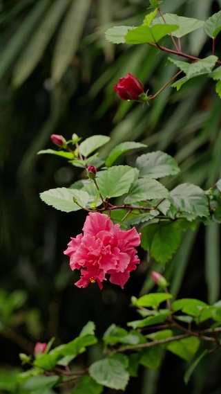 绿色护眼小花朵