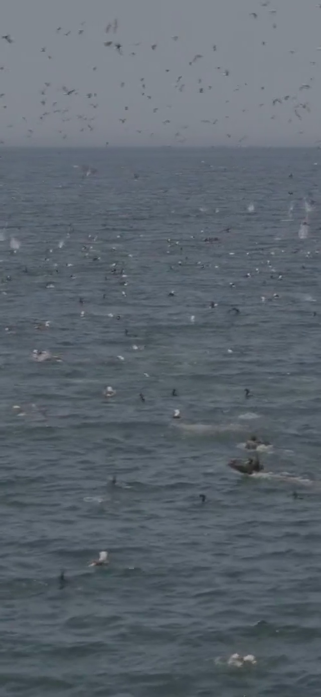 密集恐惧症慎入