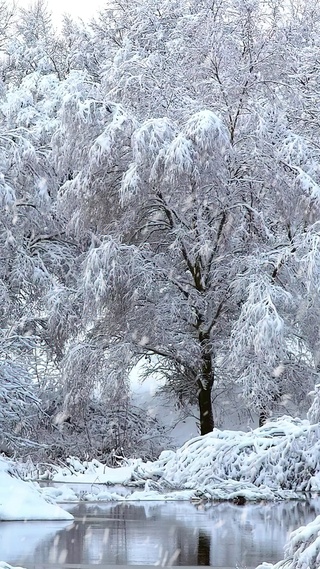 冬日雪树林
