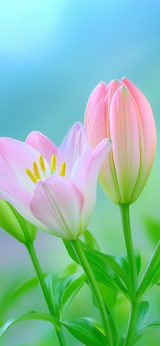 百合花开