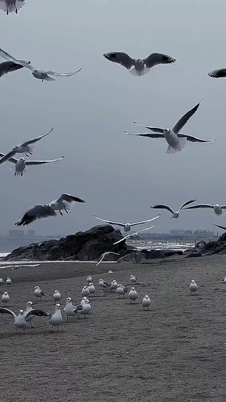 海鸥