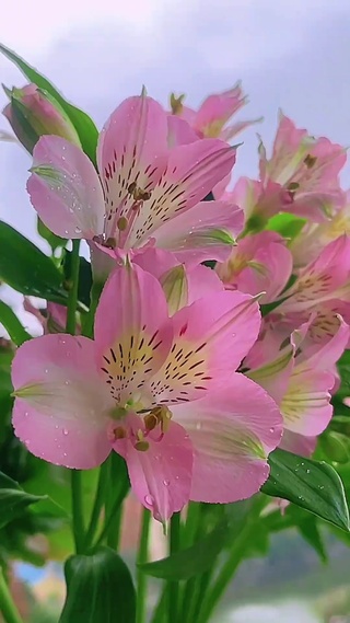 长叶青茎彩凤飞，花斑细纹染芳菲