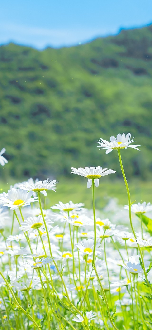 4K清新护眼小雏菊