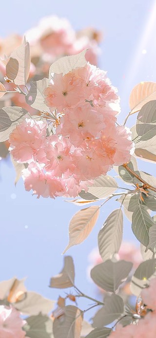 治愈唯美盛开的茶树花