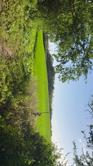 绿色自然风景