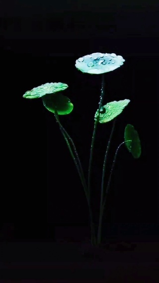 治愈水系植物