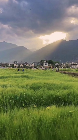 麦田