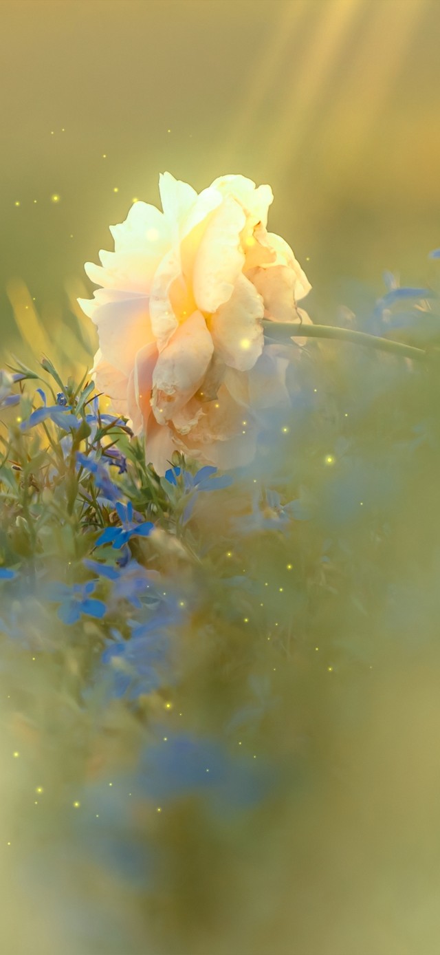 4K唯美治愈清新护眼花朵