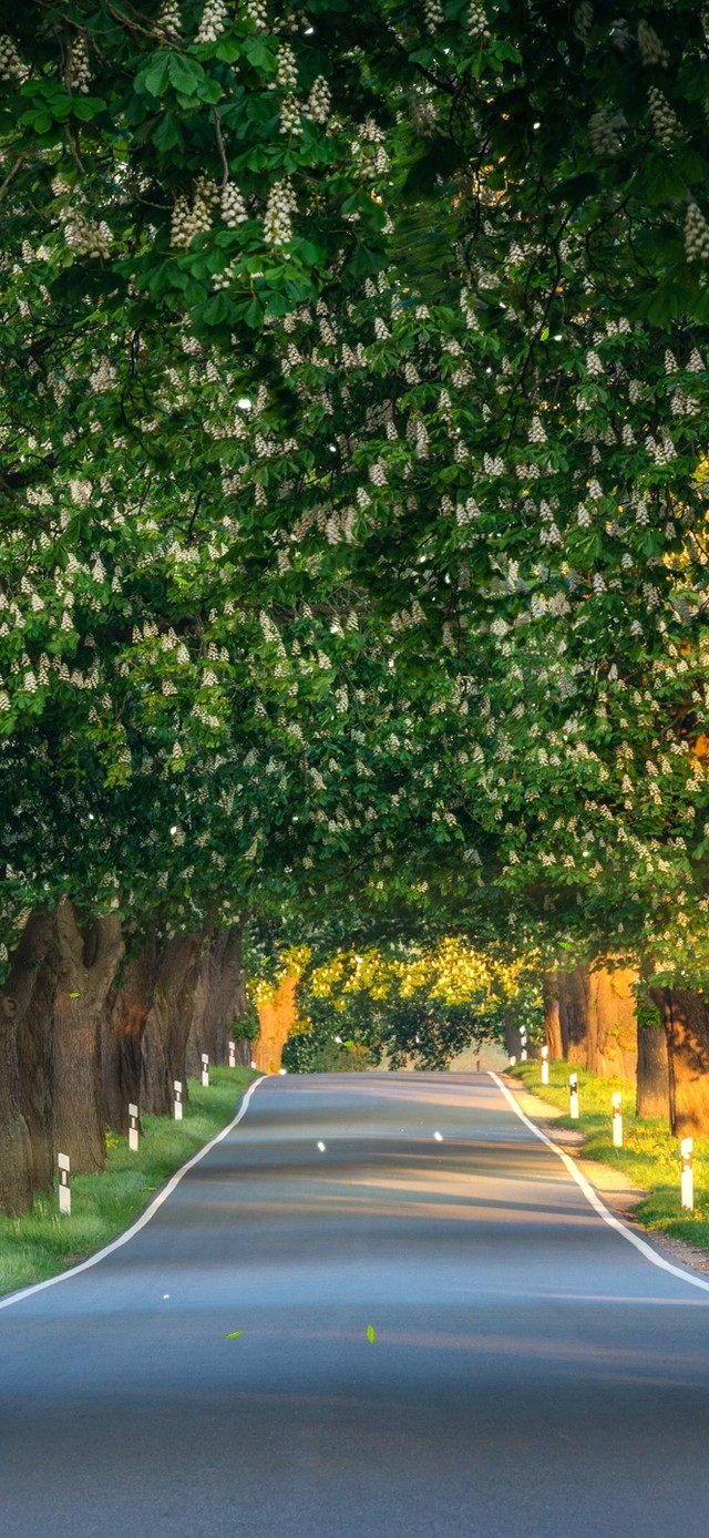 护眼绿荫公路