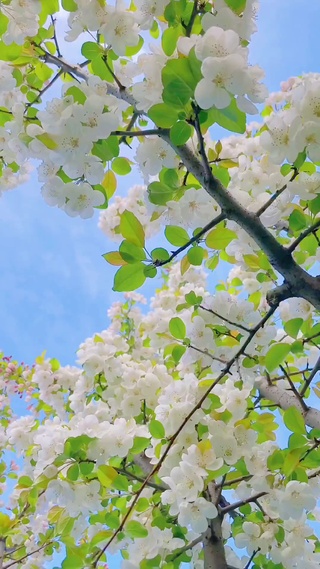 春天花会开