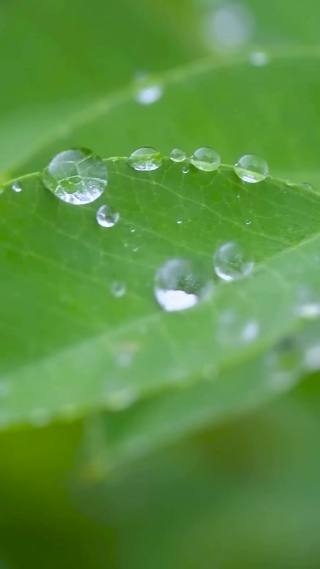 护眼雨天绿叶水珠
