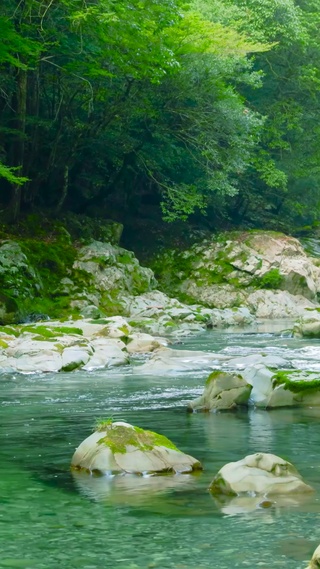 清新护眼绿林河流