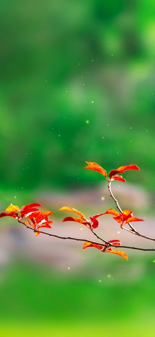 4k雨中绿植