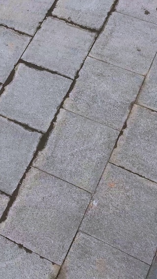 跳舞猫咪可爱