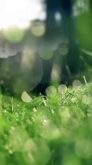 雨滴落在青青草地