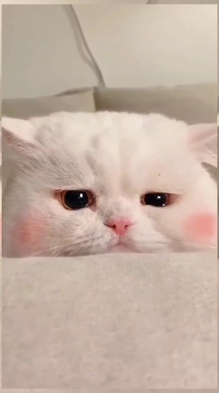 猫咪