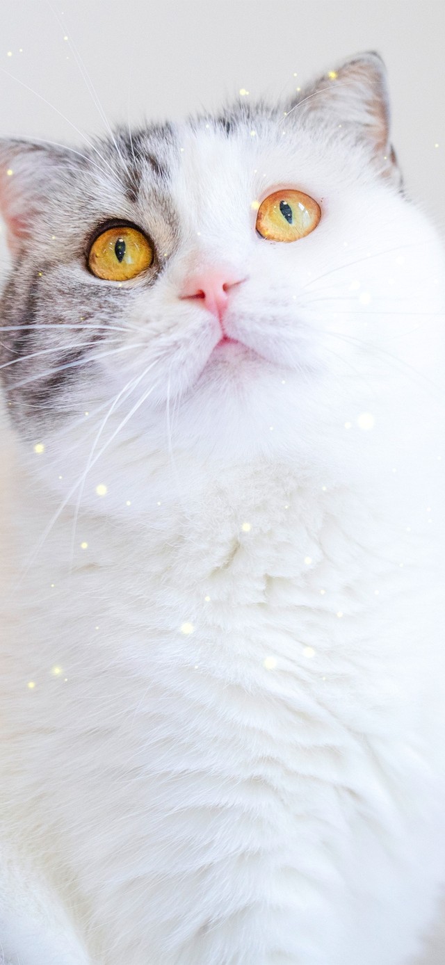 可爱的猫咪