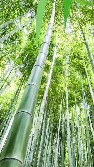 夏日竹林壁纸 夏日竹林手机壁纸 夏日竹林手机动态壁纸 元气壁纸