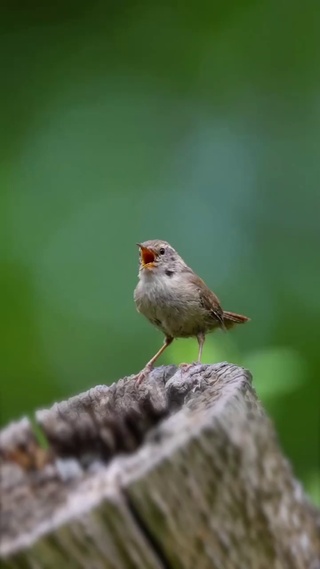 舒心的鸟儿叫声