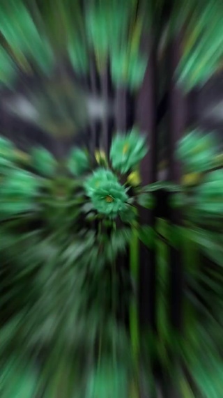 苏格兰绿玫瑰