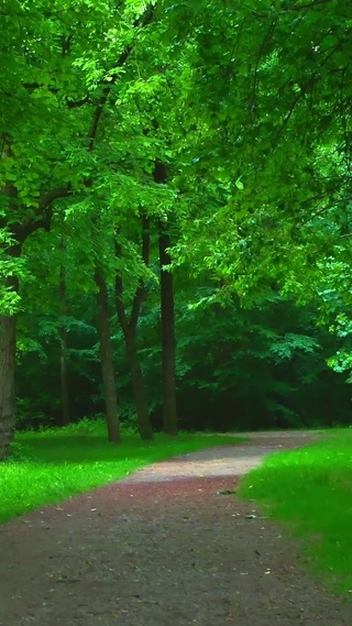 幽静绿树林