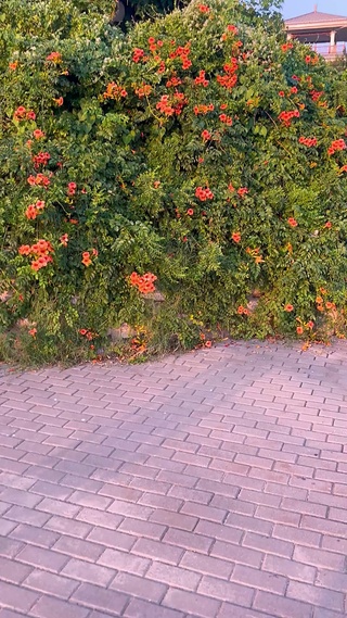 天空可爱的小熊云