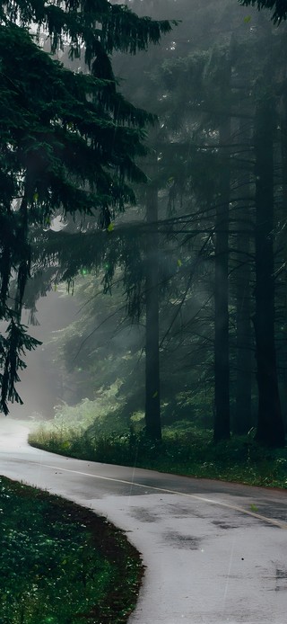 唯美雨天幽静树林公路