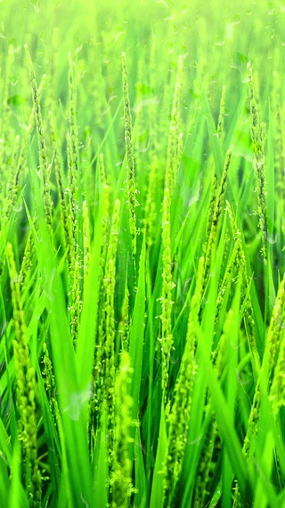 春耕播种，秋收满粒