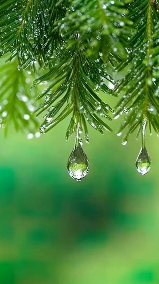 雨天树木