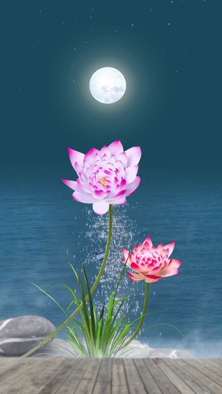荷花2