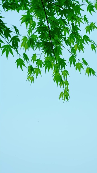 翠叶碧空