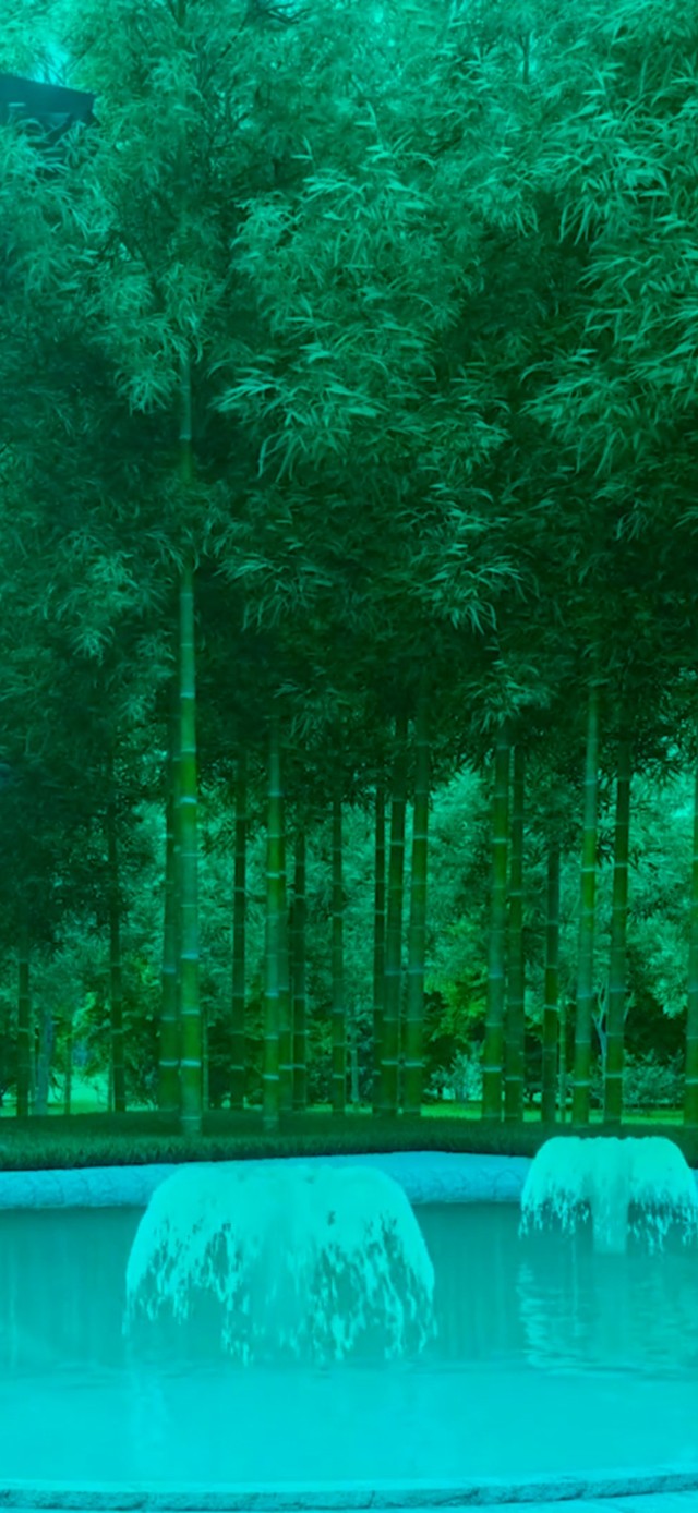 竹林风景